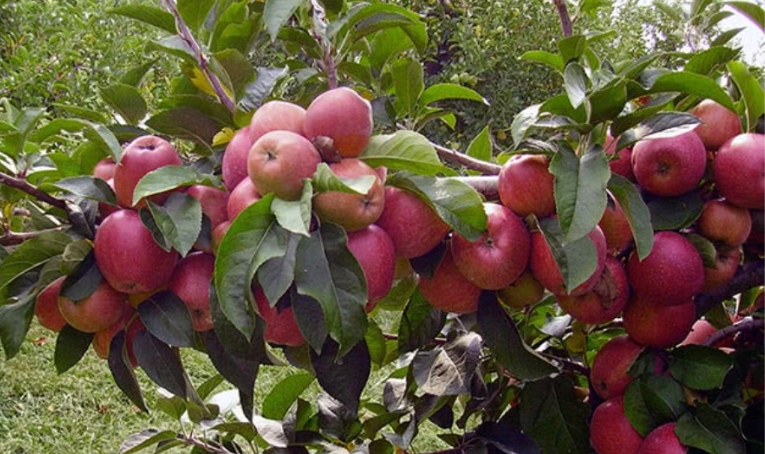 Почему об этом молчат? Такая обработка яблони, сливы и вишни весной дает +50% к урожаю. Дешевая смесь выручает из года в год